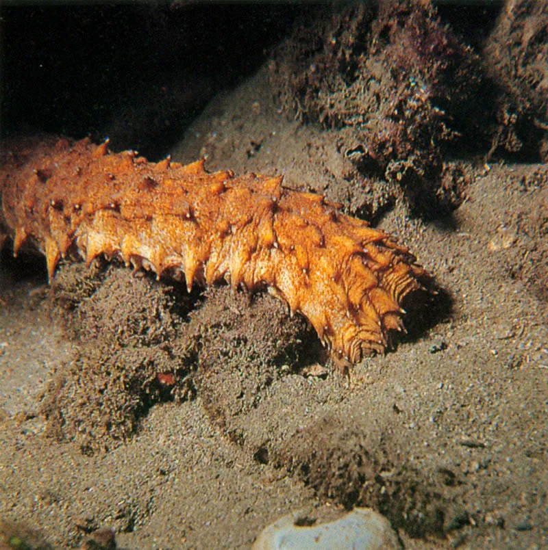 Algunos ejemplares como Holoturia thomasi, arriba derecha,
alcanzan una longitud hasta de 2 metros. Con una especie de ncora,
ancla su regin posterior al coral, mientras explora el sustrato,
removiendo la arena para encontrar nutrientes, especialmente bacterias
y algas. De actividad diurna, se encuentra frecuentemente
en aguas relativamente superficiales. Aldo Brando