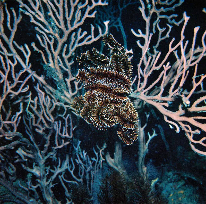 De actividad nocturna, esta especie Nemaster grandis,
se aferra a los octocorales, y desplegando su corona
con brazos articulados, captura el alimento que por all transita.
Son estos Equinodermos conocidos como Crinoideos, que filtran alimento
suspendido en las corrientes marinas y lo hacen de una manera semejante
a las estrellas serpiente y a las estrellas canasta. Harry Erhardt