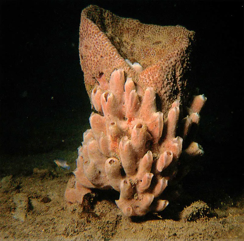 Esta demospongia masiva, Ircinia campana,
hallada en Punta Betn, Baha de Santa Marta,
a 12 metros de profundidad, se caracteriza
por emitir un ftido olor a azufre. Esta estrategia
qumica de defensa aleja a los peces
y otros organismos que comen esponjas. Harry Erhardt