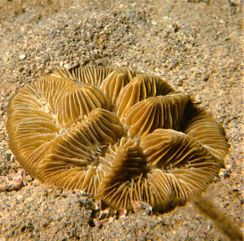 Sometidas a drsticos procesos selectivos, las diferentes
especies de coral se fueron repartiendo diferentes zonas del arrecife.
As, algunas se adaptan para vivir en las rompientes, mientras que otras
habitan las aguas profundas, siendo pocas las que han logrado vivir
en sustratos arenosos. Una excepcin es Meandrina meandrites
un coral que puede vivir suelto sobre la arena gracias a su esqueleto cnico.
 Harry Erhardt