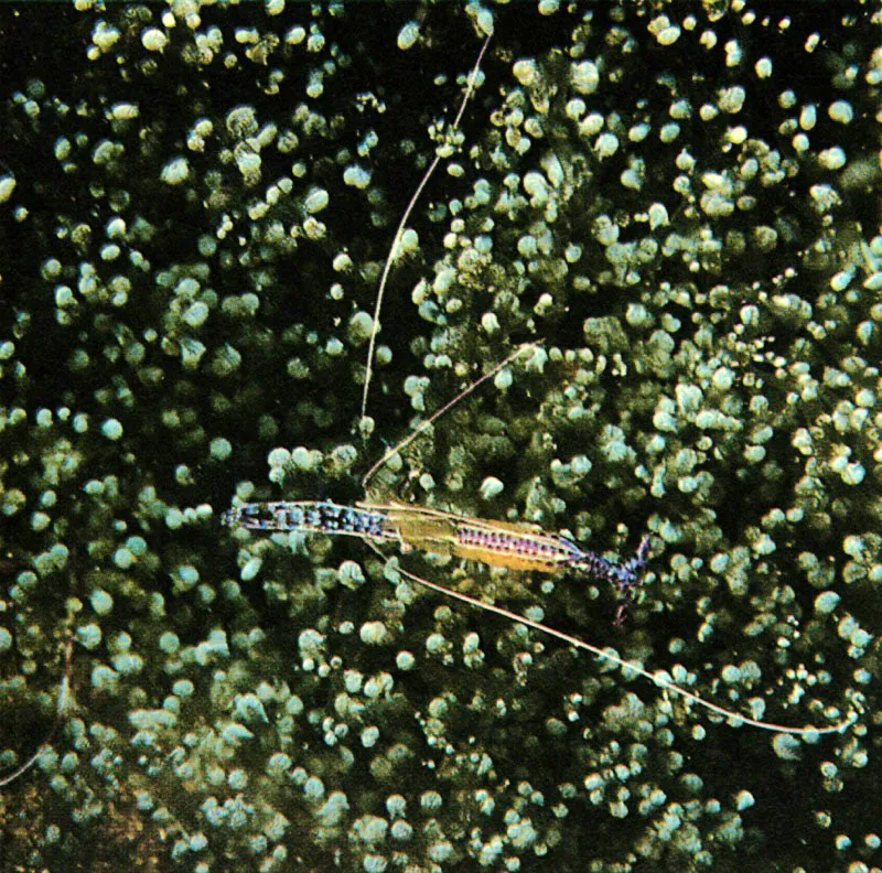 Una de las adaptaciones ms interesantes del arrecife
es la que logra el camarn limpiador, Periclimenes pedersoni,
siempre asociado con anmonas. Se hace inmune,
despus de perodos de aclimatacin a las descargas de cnidiocitos
de la anmona. Desde este refugio. hace seales
a los peces parasitados para que se acerquen. Harry Erhardt