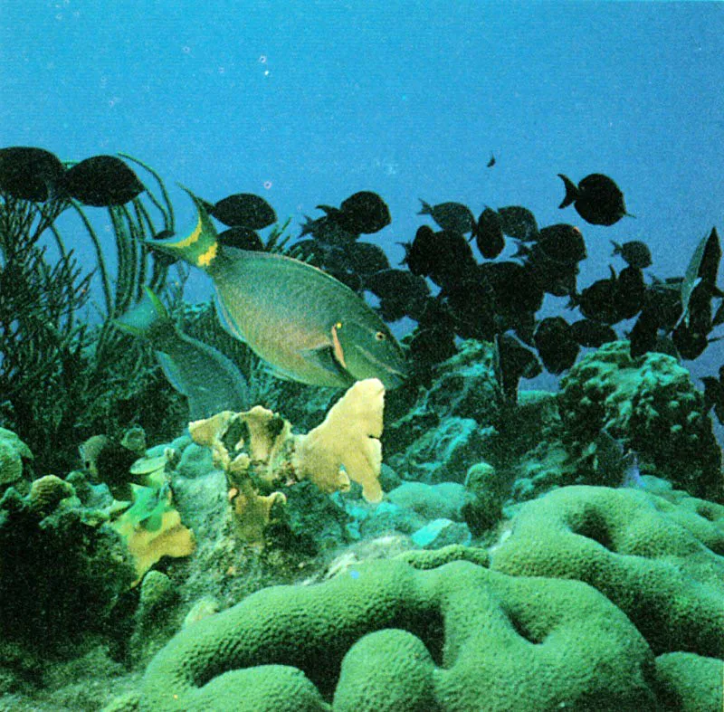 No solo los peces loro acumulan toxinas.
Peces típicamente carnívoros como la barracuda, también pueden
acumularlas en su tejido, al cazar y comer peces herbívoros
que se alimentan de algas filamentosas. Cuando consumimos estos peces
contaminados se libera la toxina causándonos serios malestares
y, en casos extremos, incluso la muerte. Aldo Brando