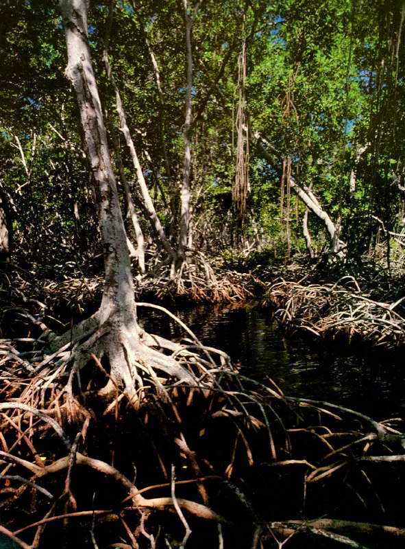 El manglar es un ecosistema abierto al flujo de energa, la cual importa de otros, pero a su vez 
exporta abundante 
materia orgnica en forma de hojarasca que nutre sistemas vecinos, como el estuarino.  