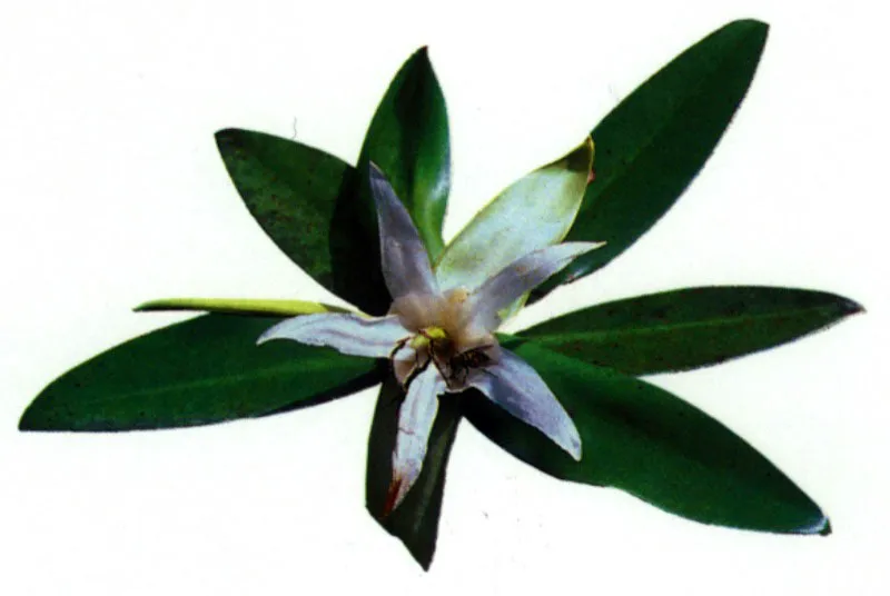 Flor de Pelliciera
