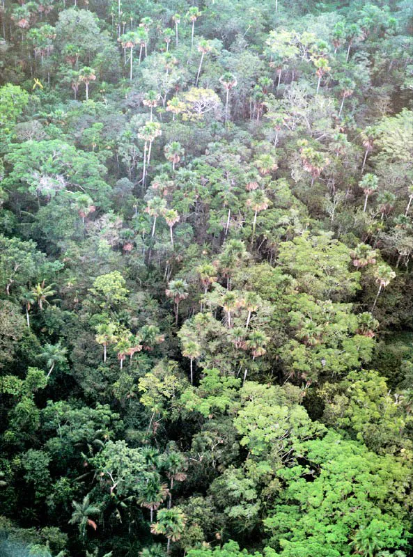 A diferencia del man-
glar, la selva húmeda tropical es cerrada al flujo de energía y la mayor
parte de la hojarasca liberada la recicla en el mismo sitio.
Por lo consiguiente no exporta nutrientes a otros ecosistemas. Para lograr este objetivo la selva dispone de eficientes mecanismos de absorción de los nutrientes, especial-5mente hongos asociados a sus raíces superficiales.