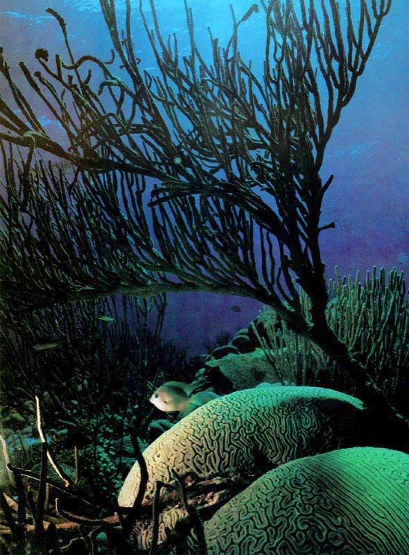 Los arrecifes han perfeccionado el reciclaje de nutrientes al punto de que los desechos metabólicos no salen del pólipo
coralino sino que son tomados por algas asociadas y transformados en nutrientes útiles para
el coral, sin abandonar en ni ningún momento el ecosistema.