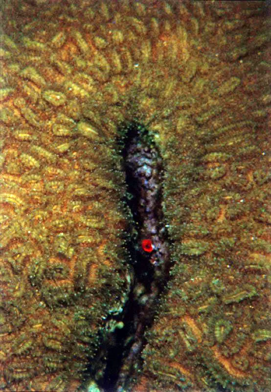 Pólipos coralinos
