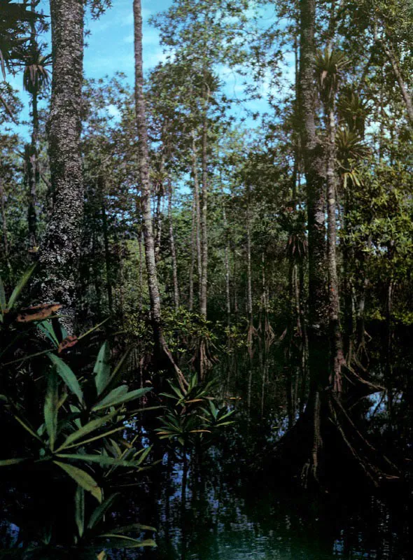 Los manglares, cuya reproducción ocurre mediante frutos que germinan sobre la planta madre, se diferencian de
las plantas típicamente terrestres por disponer de una serie de adaptaciones logradas a través de millones de años de selección y coevolución
con el medio, para vivir sobre sustratos con agua salada, pobres en oxígeno
y generalmente inestables