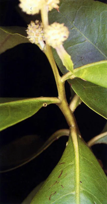 Mangle bobo,
Conocarpus erectus. En estas especies las glándulas de gran tamaño se pueden observar a simple vista.