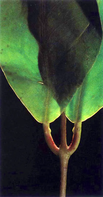 Otros tienen dos glndulas en el pecolo, como es el caso del mangle blanco, Laguncularia racemosa.   En estas especies las glndulas de gran tamao se pueden observar a simple vista.
 