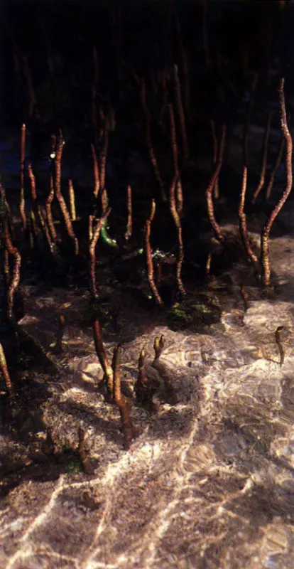 Una estrategia similar es utilizada por el mangle rojo, Rhizophora spp.