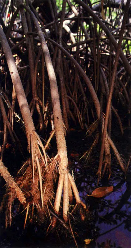 El mangle negro, Avicennia germinans, prefiere respirar mediante races especializadas llamadas neumatforos, que 
emergen del suelo en 
forma de tubos a 
manera de snorkel. 