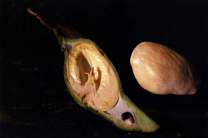 Los mangles, en contraste con las plantas típicamente terrestres que normalmente se reproducen por semillas, lo hacen mediante embriones perfectamente adaptados
al medio en el que van a vivir, los cuales germinan sobre la planta madre. El mangle nato, Mora megistosperma, forma
una gran legumbre con
una o dos semillas en su interior. Al madurar
suelta las semillas germinadas, las cuales
caen al agua para dispersarse por flotación. Para lograrlo han desarrollado una cavidad llena de aire en la cual se encuentra el embrión.