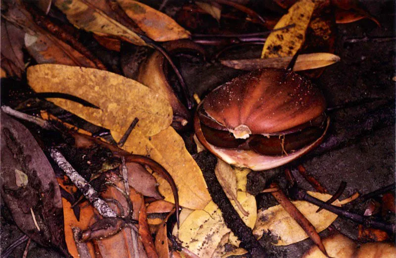 El mangle piuelo, Pelliciera rhizophorae, produce embriones cubiertos con una envol-tura flotante llena de miles de pequeas cmaras de aire que, al irse llenando con agua durante la flotacin, crean tales presiones que la envoltura se abre para dejar libre al embrin, el cual se ancla firmemente al sustrato con una especie de espuela anterior. Inmediatamente emite las races y en cuestin de horas abre su primer par de hojas.
 