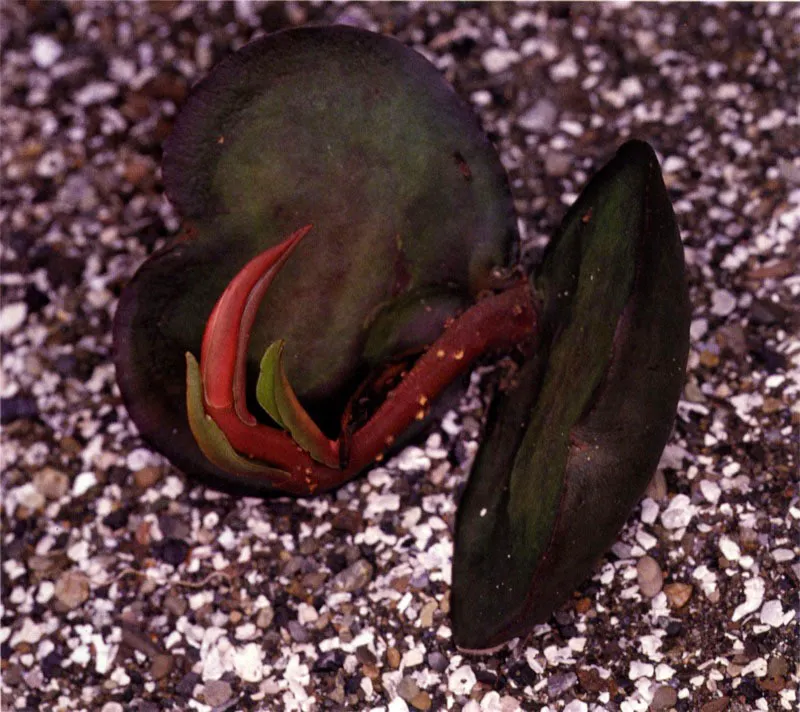 El mangle piñuelo, Pelliciera rhizophorae, produce embriones cubiertos con una envol-tura flotante llena de miles de pequeñas cámaras de aire que, al irse llenando con agua durante la flotación, crean tales presiones que la envoltura se abre para dejar libre al embrión, el cual se ancla firmemente al sustrato con una especie de espuela anterior. Inmediatamente emite las raíces y en cuestión de horas abre su primer par de hojas.