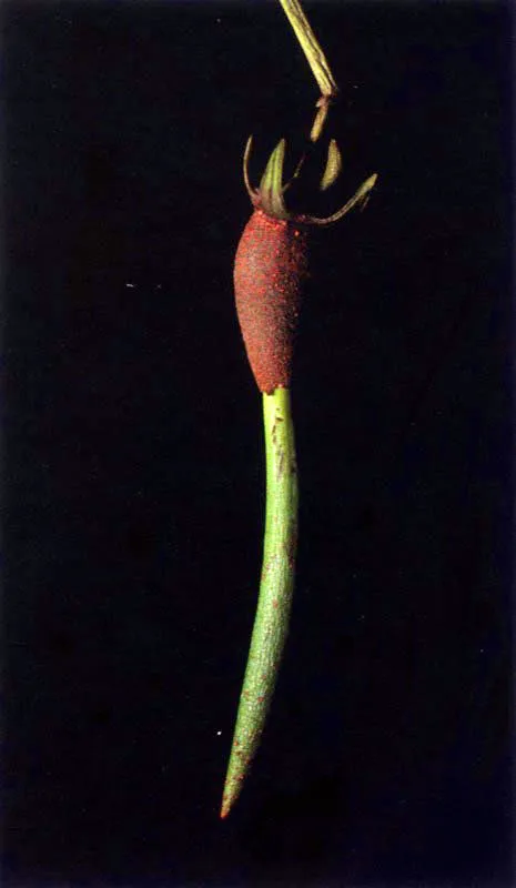 Después de la fecundación el mangle rojo, Rhizophora spp.,
empieza a formar largas estructuras en forma de cigarro llamado epicótilos, rodeadas por una capa
con cámaras de aire, especializada para la flotación, la cual abraza la futura raíz. En el extremo
anterior se forman los primordios foliares correspondientes al primer par de hojas enrrolladas, que quedan libres al desprenderse el embrión
de la planta madre.
Al flotar, y a medida que
las cámaras de aire se van llenando de agua, los embriones adquieren una posición vertical que les permite anclarse en playones fangosos
cubiertos con 30 a 60 centímetros de agua.