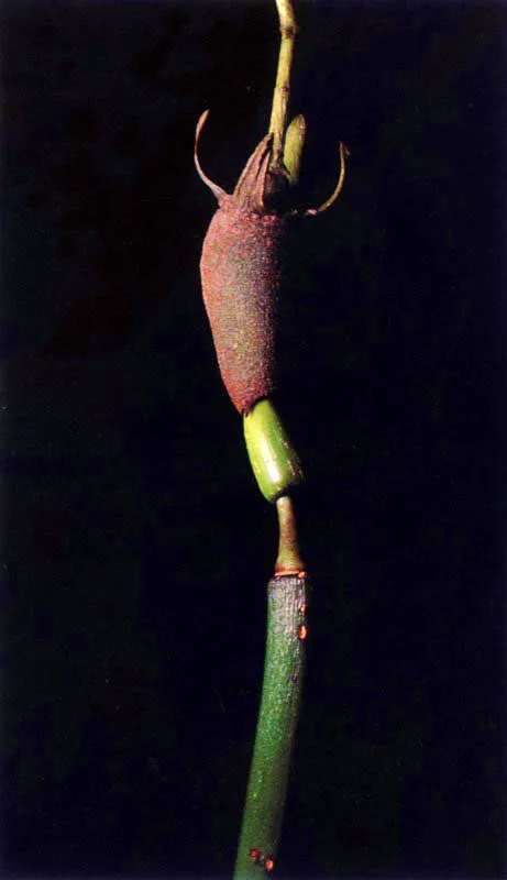 Después de la fecundación el mangle rojo, Rhizophora spp.,
empieza a formar largas estructuras en forma de cigarro llamado epicótilos, rodeadas por una capa
con cámaras de aire, especializada para la flotación, la cual abraza la futura raíz. En el extremo
anterior se forman los primordios foliares correspondientes al primer par de hojas enrrolladas, que quedan libres al desprenderse el embrión
de la planta madre.
Al flotar, y a medida que
las cámaras de aire se van llenando de agua, los embriones adquieren una posición vertical que les permite anclarse en playones fangosos
cubiertos con 30 a 60 centímetros de agua.