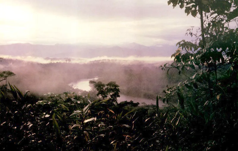 Por ser un ecosistema abierto, la vida del manglar depende en buena parte de los sistemas fluviales que le aportan nutrientes provenientes
del exterior, como por ejemplo minerales, los cuales son generalmente arrastrados hasta el manglar por las aguas de los ríos, verdaderas arterias de la vida.