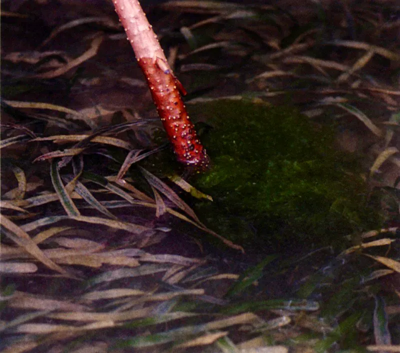 Los nutrientes aportados por los ríos y las mareas son incorporados a través de las raíces de los mangles. El mangle rojo, Rhizophora spp., las
tiene en forma de zancos que le sirven para filtrar agua salada y fijarse sobre suelos extremadamente inestables. Esta última adaptación hace que dicho mangle supere a cualquier otra especie y se encuentre con frecuencia en el frente marino cubriendo zonas con sustratos recién sedimentados, muy inestables.