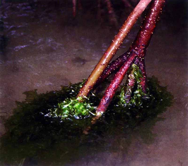 Los nutrientes aportados por los ríos y las mareas son incorporados a través de las raíces de los mangles. El mangle rojo, Rhizophora spp., las
tiene en forma de zancos que le sirven para filtrar agua salada y fijarse sobre suelos extremadamente inestables. Esta última adaptación hace que dicho mangle supere a cualquier otra especie y se encuentre con frecuencia en el frente marino cubriendo zonas con sustratos recién sedimentados, muy inestables.