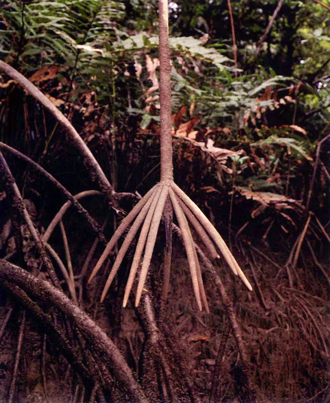 Los nutrientes aportados por los ríos y las mareas son incorporados a través de las raíces de los mangles. El mangle rojo, Rhizophora spp., las
tiene en forma de zancos que le sirven para filtrar agua salada y fijarse sobre suelos extremadamente inestables. Esta última adaptación hace que dicho mangle supere a cualquier otra especie y se encuentre con frecuencia en el frente marino cubriendo zonas con sustratos recién sedimentados, muy inestables.