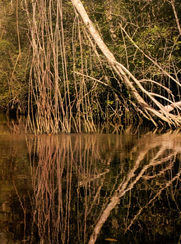 Los nutrientes aportados por los ríos y las mareas son incorporados a través de las raíces de los mangles. El mangle rojo, Rhizophora spp., las
tiene en forma de zancos que le sirven para filtrar agua salada y fijarse sobre suelos extremadamente inestables. Esta última adaptación hace que dicho mangle supere a cualquier otra especie y se encuentre con frecuencia en el frente marino cubriendo zonas con sustratos recién sedimentados, muy inestables.