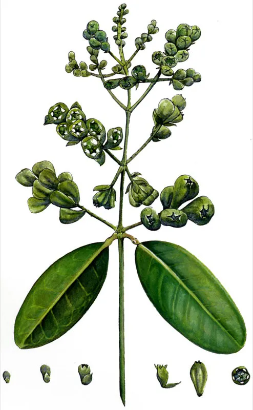 El mangle blanco, Laguncularia racemosa,
se caracteriza por tener un par de glándulas secretoras sobre el pecíolo. Los embriones, con una envoltura flotante, tienen forma de urna. Estos mangles son consumidos por una serie de herbívoros, incluyendo al venado, Odocoileus virginianus.