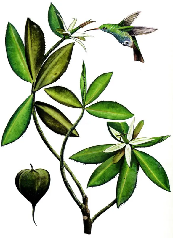 El mangle piñuelo, Pelliciera rhizophorae,
se caracteriza por tener grandes flores con pétalos blancos. La polinización la realiza el colibrí de cola rufa, Amazilia tzacatle,
lo que determina que sea el único mangle en América polinizado por aves,