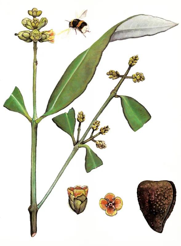 El mangle negro, Avicennia germinans, 
tiene la parte inferior de la superficie foliar cubierta con glndulas secretoras 
de sal. Las flores presentan una corola blanca con tonalidades amarillentas y naranjas. El embrin es una cpsula en forma de corazn. La polinizacin 
es efectuada primordialmente por abejas.
 