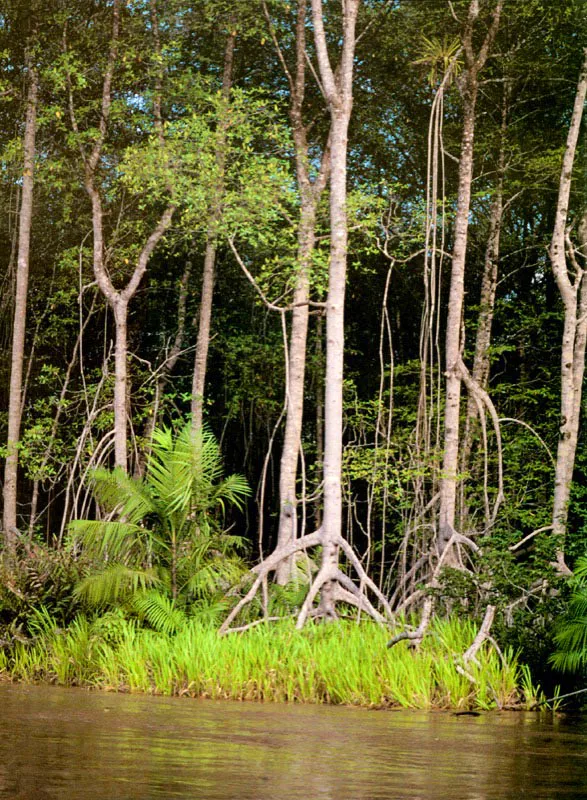 Los manglares ribereños reciben gran cantidad de nutrientes arrastrados por los ríos que les permiten un
enorme desarrollo y
formar densos bosques. En el Pacífico colombiano los árboles pueden superar los cuarenta metros de altura. Esta sobreoferta de nutrientes también
permite que el manglar libere abundante material orgánico, más de 12 toneladas por héctarea al año, que al ser colonizado
y degradado por bacterias
y hongos se constituye en nutriente esencial para miles de organismos del estuario.