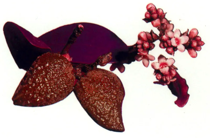 Embriones de mangle negro, Avicennia germinans, con envoltura flotante.