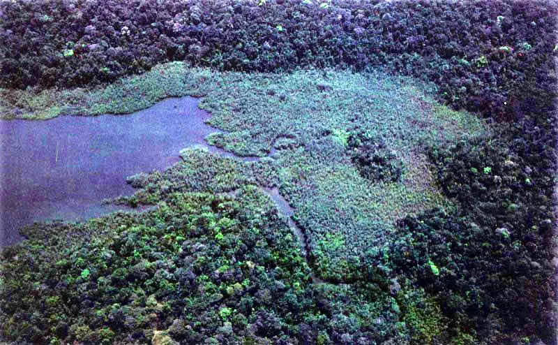 Los manglares de borde, como éste bosque de Pelliciera rhizophorae
en la ensenada de Utría, están limitados en su desarrollo por la penetración de las mareas con agua salada o salobre, dado que éstas controlan
la invasión de plantas típicamente terrestres, las cuales pueden convertirse en peligrosos competidores biológicos, Al no resistir
el agua salada, las terrestres son continuamente eliminadas, lo que le permite al manglar vivir cómodamente en este medio.