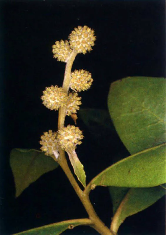 Inflorescencia en forma
de capítulos del mangle bobo, Conocarpus
erectus.
