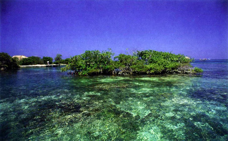 Los manglares de islote están dominados generalmente por mangle rojo, Rhizophora spp., que
tienen embriones extremadamente largos, entre
25 y 60 centímetros, lo
cual les permite colonizar sustratos sumergidos a poca profundidad y formar en ellos pequeños bosques inundados permanente-mente con agua salada.
La seguridad que estas “islas” dan, al no ofrecer fácil acceso a muchos depredadores terrestres, hace que sean con frecuencia pobladas por aves marinas que las utilizan como dormideros y sitios de anidación.