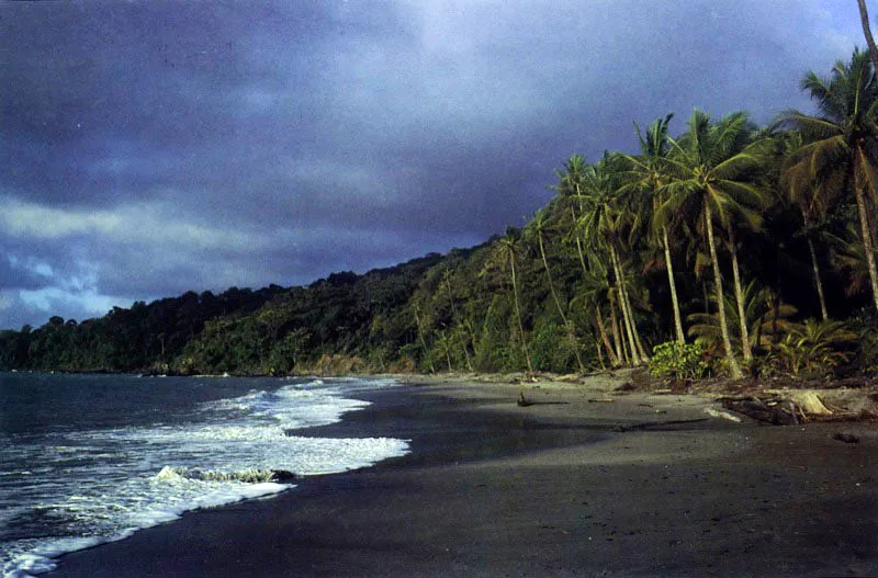 Para su normal desarrollo los manglares requieren de sustratos fangosos, fango?arenosos o de arcilla consolidada, No se encuentran sobre sustratos rocosos y zonas de acantilados expuestos a olas de alta energía ni en playas arenosas batidas
por el mar. En estas
últimas los embriones no pueden anclar al ser permanentemente arrancados del sustrato inestable.