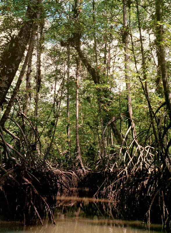 En suelos fangosos con buen intercambio de aguas el mangle rojo alcanza su mayor desarrollo. Estero con mangle rojo en Baha Mlaga, Pacfico colombiano.
 