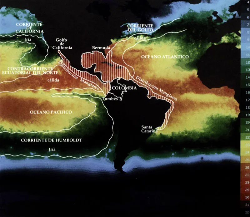 Para que se establezcan manglares se requiere de una serie de condiciones ambientales como: sustratos adecuados generalmente fangosos, aportes de nutrientes, inundaciones periódicas con agua salada y condiciones climáticas favorables. La temperatura, tanto del aire como del agua, juega un papel fundamental en la distribución del manglar. En
la costa del Pacífico americano se extienden desde el Golfo de California hasta la región de Tumbes’ sobre el Golfo de Guayaquil. Hacia el sur la franja costera está dominada por aguas sub-antárticas frías arrastra-das por la corriente de Humboldt, que inhiben el desarrollo de los man-glares. Un fenómeno semejante se observa en la costa de California,
bañada por corrientes de aguas frías provenientes
de Alaska. En el Atlántico el rango de distribución es mayor y
se extiende desde la isla de Bermuda hasta el estado de Santa Catarina en el Brasil, pues ésta franja subtropical no se ve afectada por corrientes de agua fría.
RSMAS
Interpolated Daylight GAC?MCSST Tempera-tures, 20/jun/84 ?
04/Jul/84