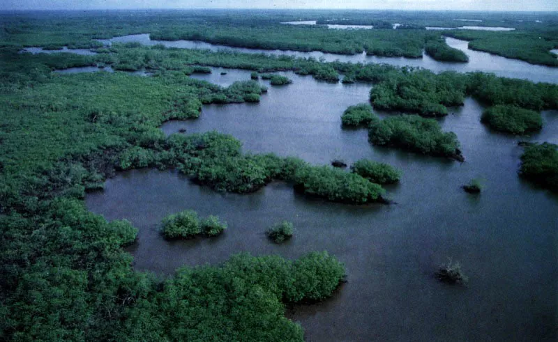 Al revs de la costa norte dominada por acantilados, la del sur, que se extiende desde cabo Corrientes hasta el Ecuador, est dominada por amplias llanuras costeras formadas por depsitos aluviales e inundadas peridicamente por agua salada. Esto ha permitido el desarrollo de amplios cinturones de manglar, como los de la zona del parque nacional Sanquianga, el ms extenso de Colombia, 
donde los manglares penetran hasta 30 kilmetros tierra adentro.
 