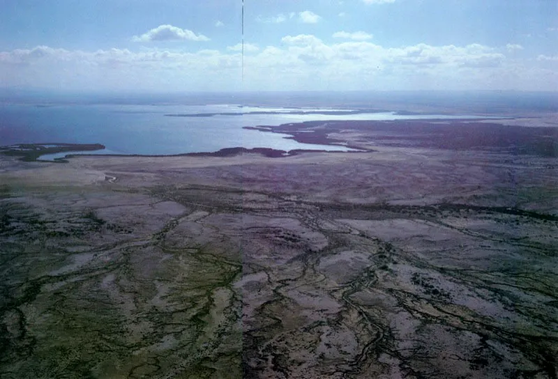En zonas con bajas pre-cipitaciones, especialmente en la Guajira, los manglares se limitan prácticamente a una pequeña franja influenciada por el agua salada como en bahía Portete. Aquí la zonación es ver-daderamente particular, pues la franja influenciada por el agua salada de la bahía está ocupada por un cinturón de mangle rojo. Hacia el interior, la salinidad del suelo va aumentando por la alta
tasa de evaporación, por lo cual en esta zona tan sólo encontramos mangle
negro. Su tamaño decrece gradualmente a medida
que la salinidad va aumentando. Detrás del manglar tenemos un gigantesco salitral libre de vegetación
