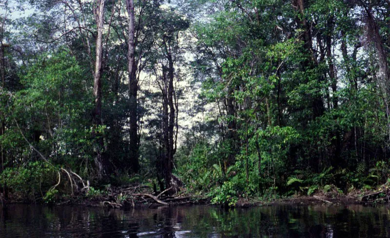 El sustrato desempeña
un papel decisivo en la zonación del manglar, especialmente en el Pacífico colombiano. En esta zona los sustratos consolidados de arcilla, generalmente estables e inundados periódicamente con agua salobre, están ocupados por grandes rodales de mangle nato, Mora megistosperma,
como los del estero de
Agua Clara en Tumaco.