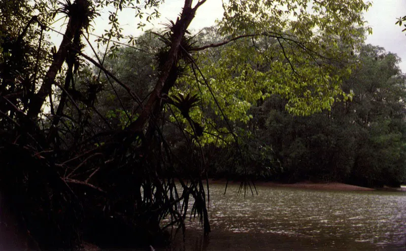 Sobre los sustratos fangosos inestables se forman normalmente bosques de mangle rojo, Rhizophora spp., cuyo sistema de races en forma de zancos le da excelente sustentacin. El mangle negro, Avicennia germinans, no tiene 
mucho xito sobre estos sustratos inestables y 
opta por ocupar fondos fango?arenosos consolidados. Esta Preferencia 
por diferentes tipos de sustratos hace que los manglares del Pacfico colombiano se distribuyan de acuerdo con las condi-ciones del suelo.
 