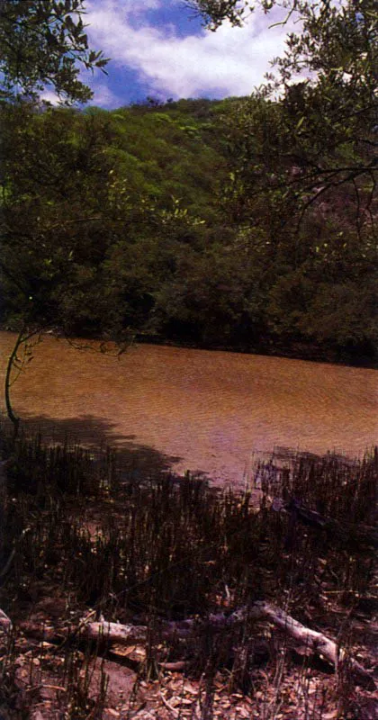 La relación con el sustrato se aprecia claramente en el mangle negro, Avicennia germinan, y el mangle
rojo, Rhizophora spp.
El primero vive sobre sustratos fango?arenosos más estables y con escasos sedimentos. De esta
manera sus tubos respira-torios llamados neumatóforos no se tapan fácilmente.
El mangle rojo tiene raíces en forma de zanco perfectamente adaptadas para ocupar sustratos inestables. Pueden
alcanzar 10 metros o más de altura, lo que les permite vivir en zonas donde reciben cierta carga de sedimentos, dado que sus poros respiratorios o lenticelas se encuentran
en las partes altas de estas raíces aéreas.
