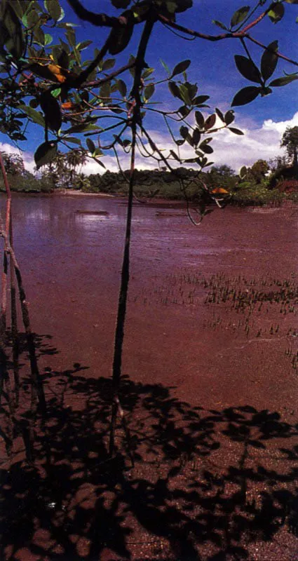 La relación con el sustrato se aprecia claramente en el mangle negro, Avicennia germinan, y el mangle
rojo, Rhizophora spp.
El primero vive sobre sustratos fango?arenosos más estables y con escasos sedimentos. De esta
manera sus tubos respira-torios llamados neumatóforos no se tapan fácilmente.
El mangle rojo tiene raíces en forma de zanco perfectamente adaptadas para ocupar sustratos inestables. Pueden
alcanzar 10 metros o más de altura, lo que les permite vivir en zonas donde reciben cierta carga de sedimentos, dado que sus poros respiratorios o lenticelas se encuentran
en las partes altas de estas raíces aéreas.