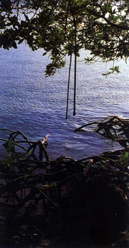 La relación con el sustrato se aprecia claramente en el mangle negro, Avicennia germinan, y el mangle
rojo, Rhizophora spp.
El primero vive sobre sustratos fango?arenosos más estables y con escasos sedimentos. De esta
manera sus tubos respira-torios llamados neumatóforos no se tapan fácilmente.
El mangle rojo tiene raíces en forma de zanco perfectamente adaptadas para ocupar sustratos inestables. Pueden
alcanzar 10 metros o más de altura, lo que les permite vivir en zonas donde reciben cierta carga de sedimentos, dado que sus poros respiratorios o lenticelas se encuentran
en las partes altas de estas raíces aéreas.