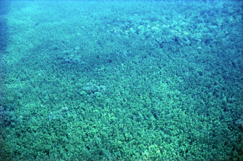 Entre el manglar y la selva húmeda tropical del Pacifico colombiano, aparece un bosque de transición dominado por la palma de naidí, Euterpe sp. Estos bosques se conocen como naidisales y son extrema-damente agresivos;
invaden regularmente a
los manglares cuando
éstos no son inundados
con agua salobre. Por esto juegan un importante
papel en la sucesión de
los mismos.