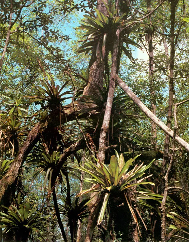 Asociado al manglar y
en zonas con altas precipitaciones, podemos encontrar una serie de plantas, especialmente epífitas como bromelias y musgos. Las lluvias
favorecen la colonización del manglar por parte de plantas terrestres (102),
las cuales pueden llegar a desplazar, en forma gradual, al manglar.