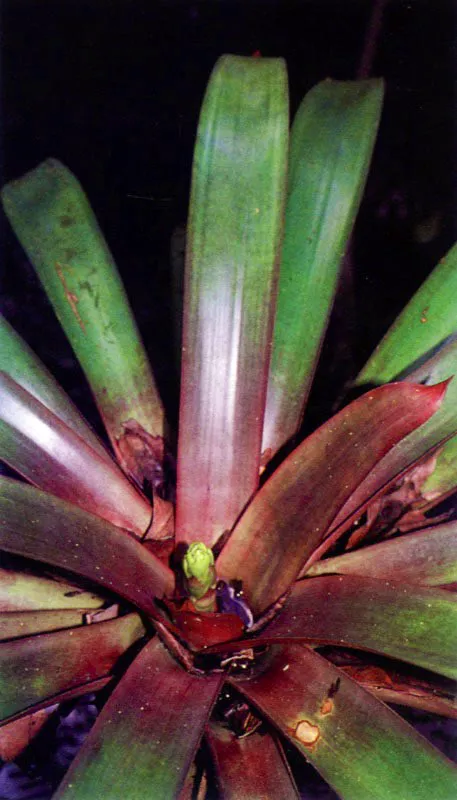 Asociado al manglar y 
en zonas con altas precipitaciones, podemos encontrar una serie de plantas, especialmente epfitas como bromelias y musgos. Las lluvias
favorecen la colonizacin del manglar por parte de plantas terrestres (102),
 las cuales pueden llegar a desplazar, en forma gradual, al manglar.
 