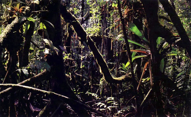 Asociado al manglar y
en zonas con altas precipitaciones, podemos encontrar una serie de plantas, especialmente epífitas como bromelias y musgos. Las lluvias
favorecen la colonización del manglar por parte de plantas terrestres (102),
las cuales pueden llegar a desplazar, en forma gradual, al manglar.