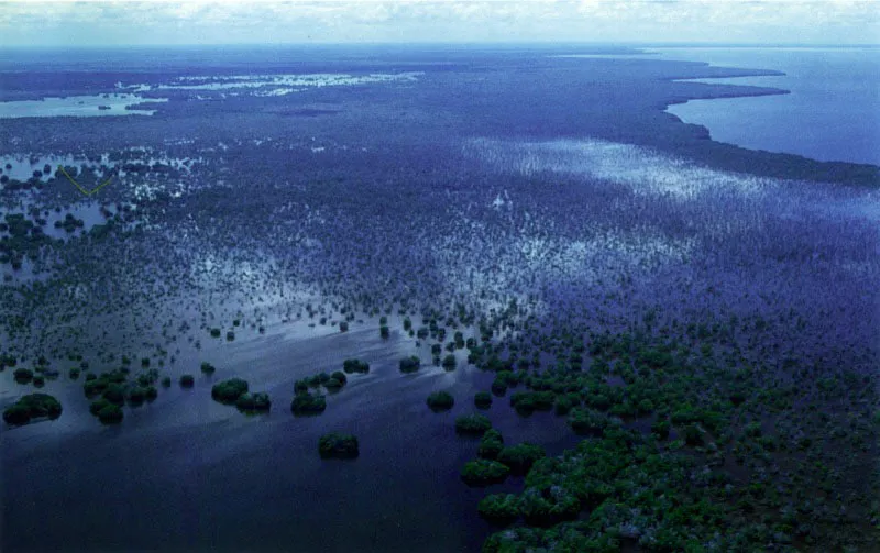 Al bloquearse la entrada de agua dulce proveniente de las inundaciones del río Magdalena a la Ciénaga Grande de Santa Marta,
se incrementó de tal forma la salinidad del suelo que amplias franjas de mangle rojo empezaron a morir, debido a que esta especie no soporta salinidades
que superen las del
agua de mar.