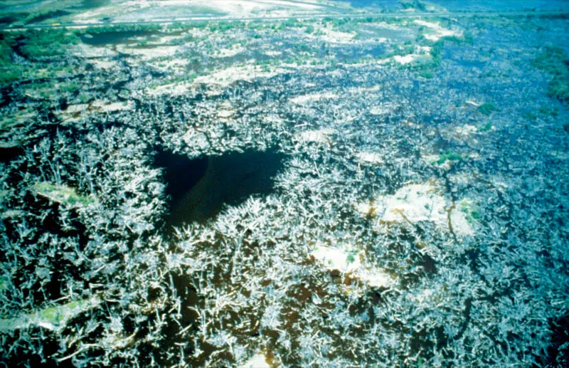 En la zona de Salamanca, izquierda, al quedar una parte del manglar sin el aporte de agua dulce y verse el plano de inunda-ción marina expuesto a altas tasas de evaporación, se incrementó de tal
manera la salinidad del suelo que amplias franjas del manglar murieron.
Hoy, en lo que antes era
un manglar lleno de vida, tan sólo vemos los restos
de sus esqueletos vegetales en ese gigantesco cementerio de sal.
